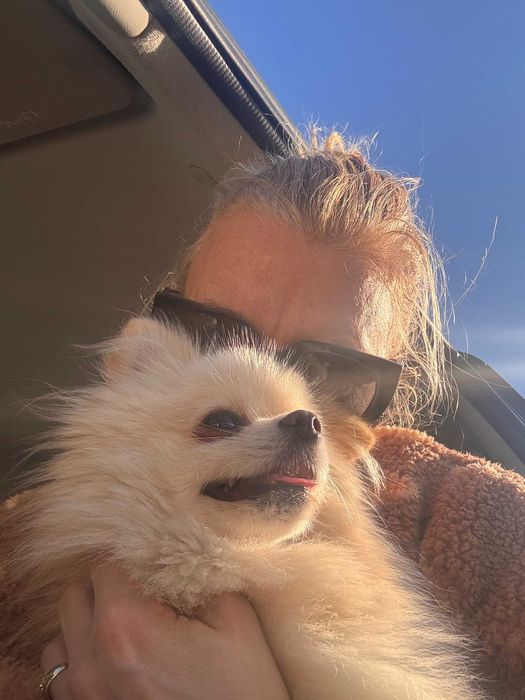 Szpic miniaturowy-pies