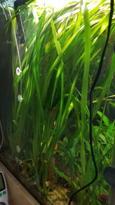 Nurzaniec olbrzymi  Vallisneria gigantea