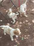 Cachorros Esp.Breton
