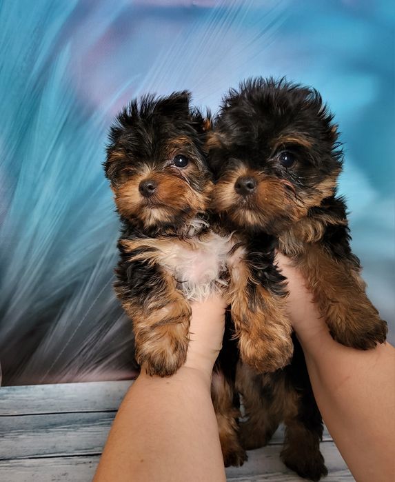 Продаж чарівніх йорков