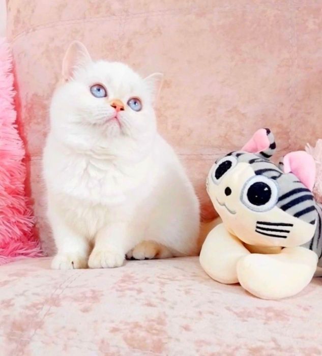 Сама нежность, голубоглазая малышка скоттиш-страйт