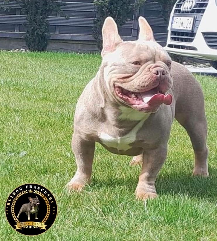 Suczka Buldog Francuski,