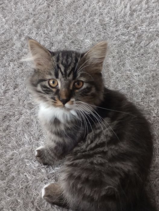 Kocurek syberyjski neva masquerade z rodowodem