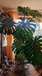 Monstera Dziurawa. Kompozycja . Bardzo duża
