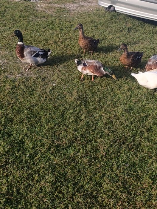 Sprzedam kaczki staropolskie