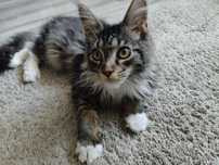 Maine Coon kocurek