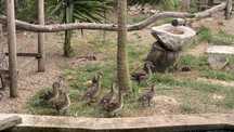 Patos Mandarins jovens