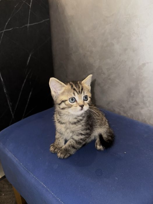 Кошеня дівчинка