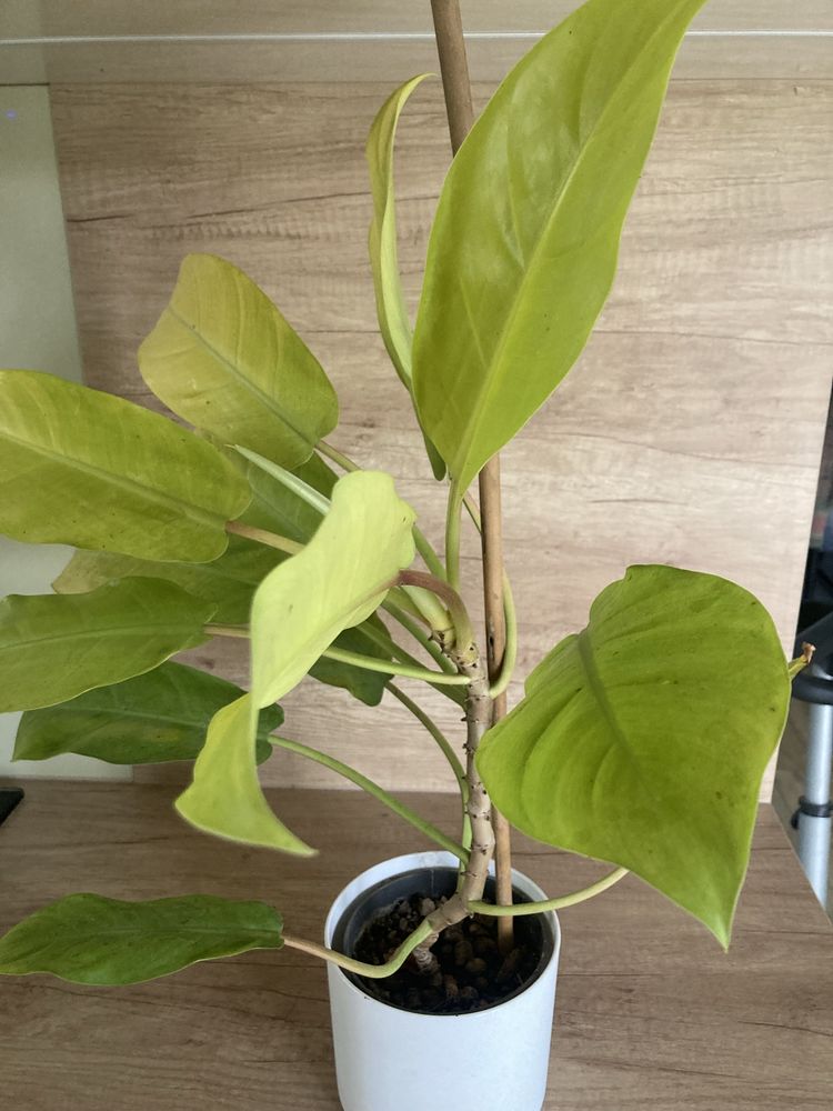 Philodendron Lemon Lime