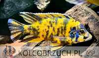 Aulonocara calico YELLOW - OB - Pyszczak - Pyszczaki - dowóz, wysyłka