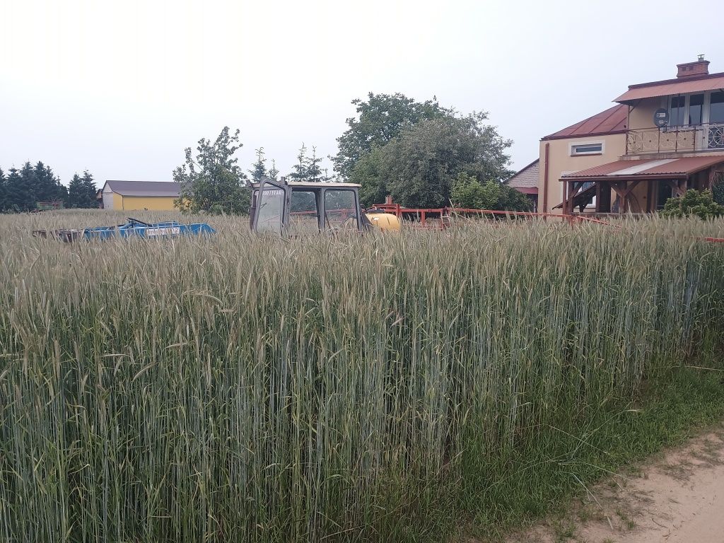 Sprzedam żyto Hadron