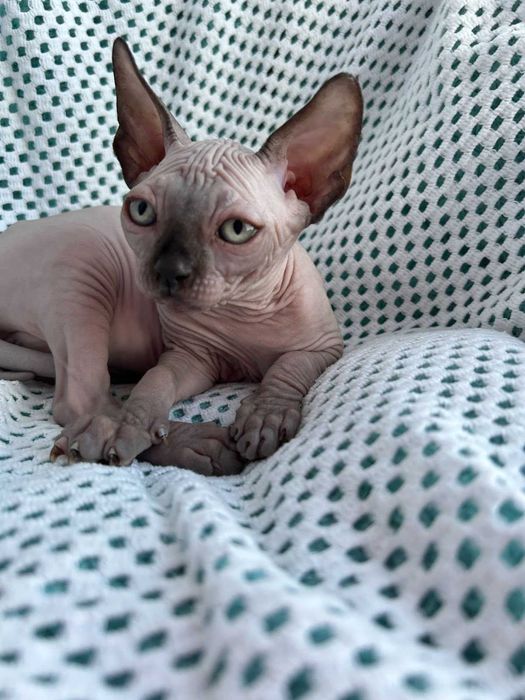 Харлі та Хілтон Дорослі хлопчики породи Канадський сфінкс