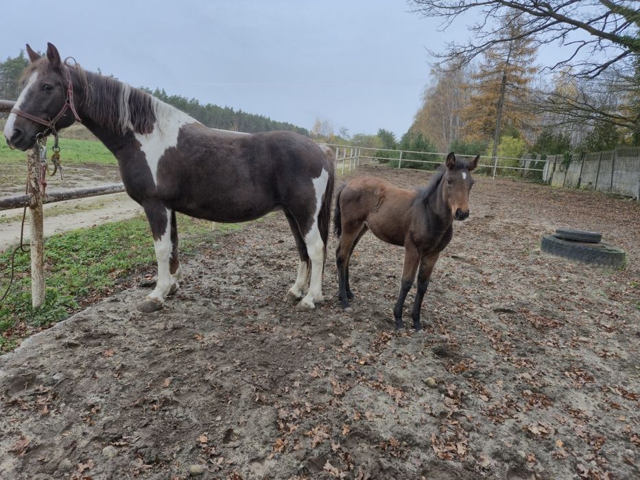 klacz kasztanowatosrokata z źróbką
