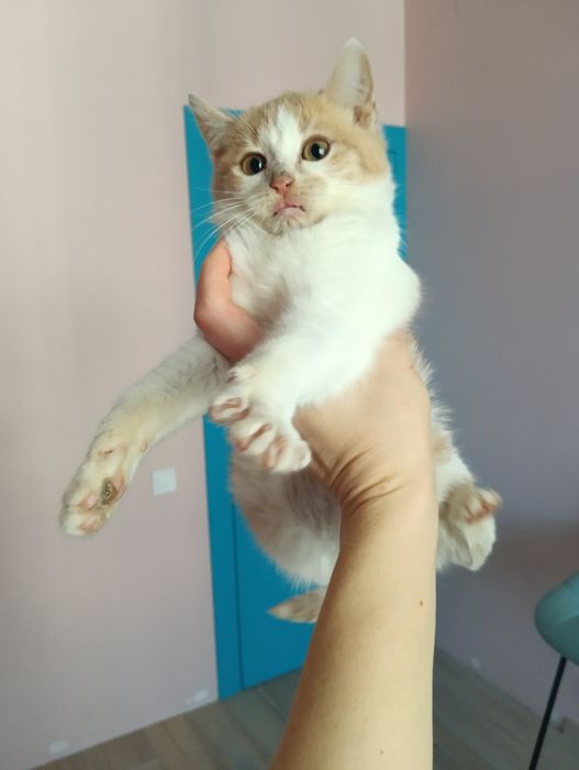 Віддам кошеня 2.5 місяці. Хлопчик