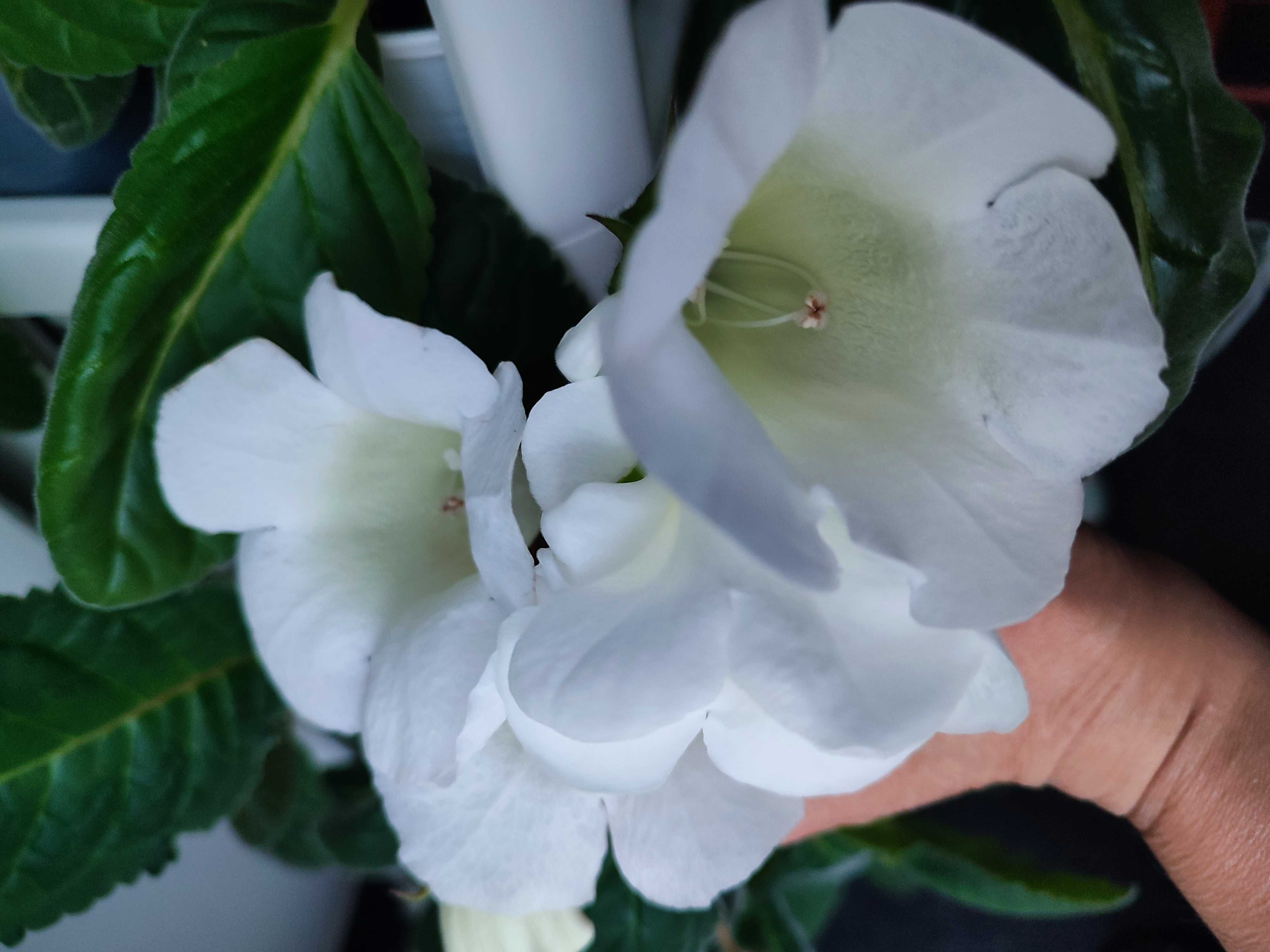 Gloksynia (sinningia speciosa) liście zestaw 5 sztuk