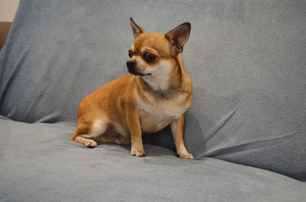 szczenięta chihuahua krótkowłosy ZKwP piesek FCI