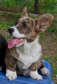 Welsh Corgi Cardigan