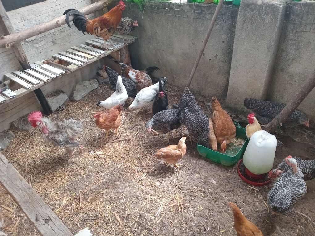 Vendo galos e frangos biologicos