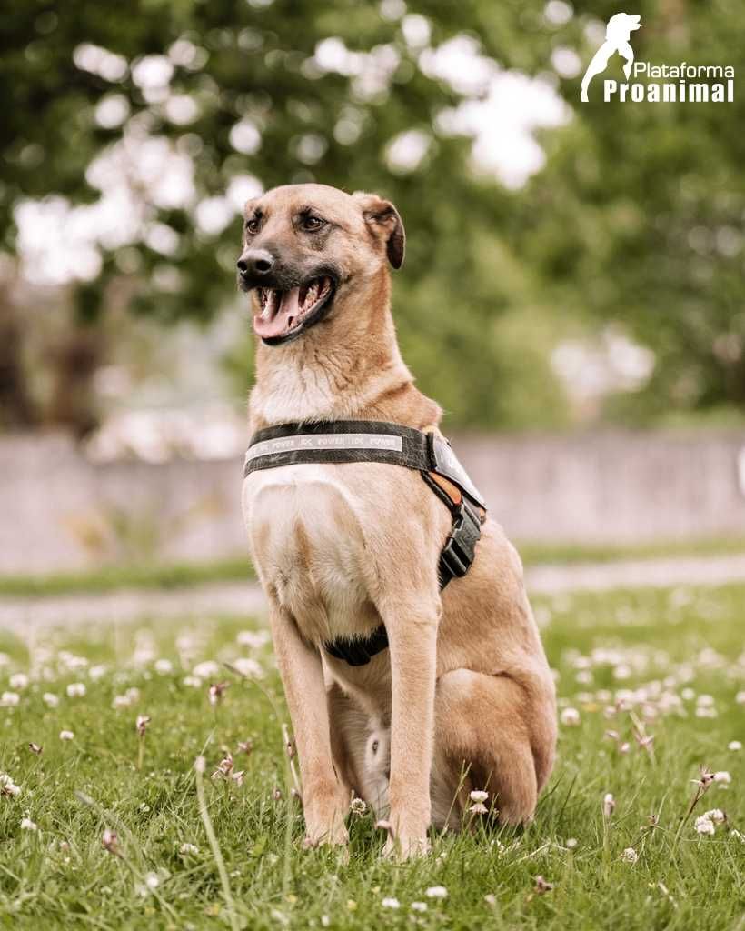 SVITELANO - Cãozinho para Adoção!