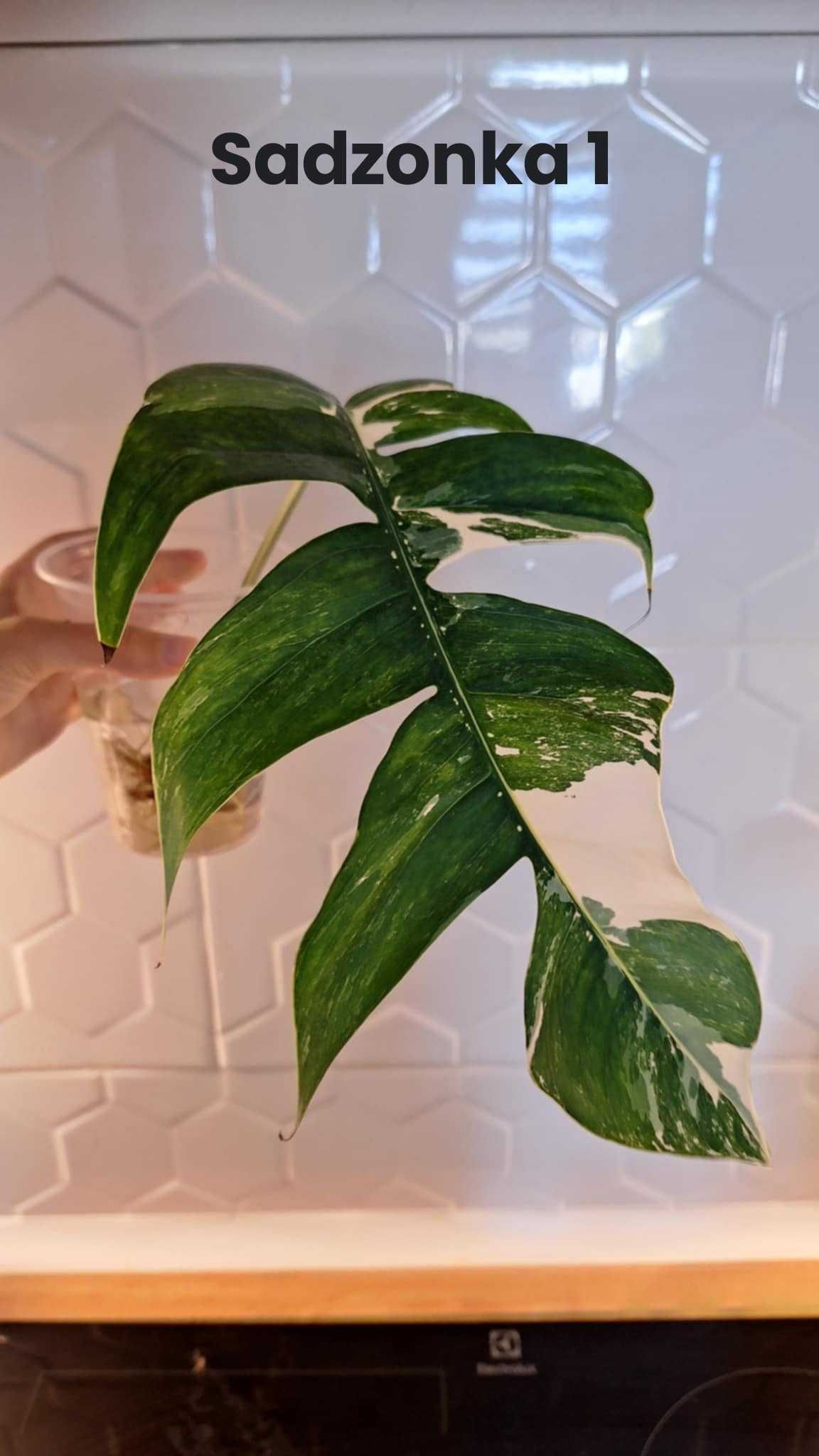 Epipremnum Pinnatum Variegata