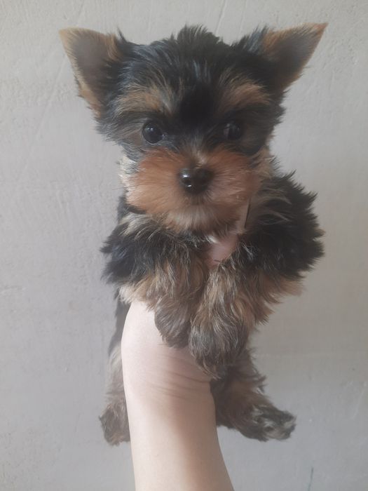 Привитый родословный Бумер