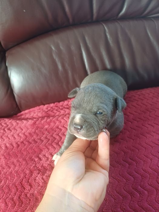 Maluszek Amerikan Staffodshire Terier Błękitny