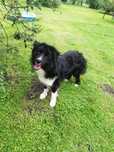 Border collie pies