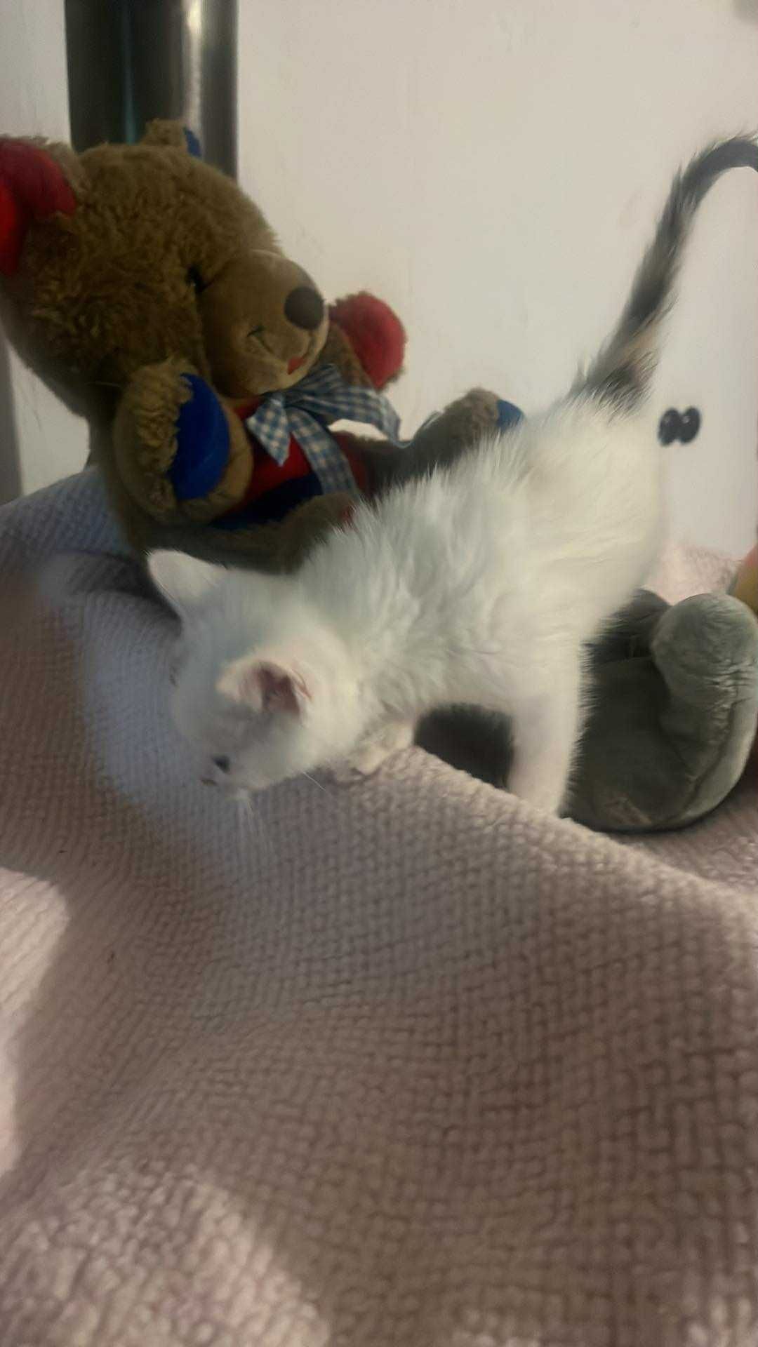 Śliczne kotki do adopcji