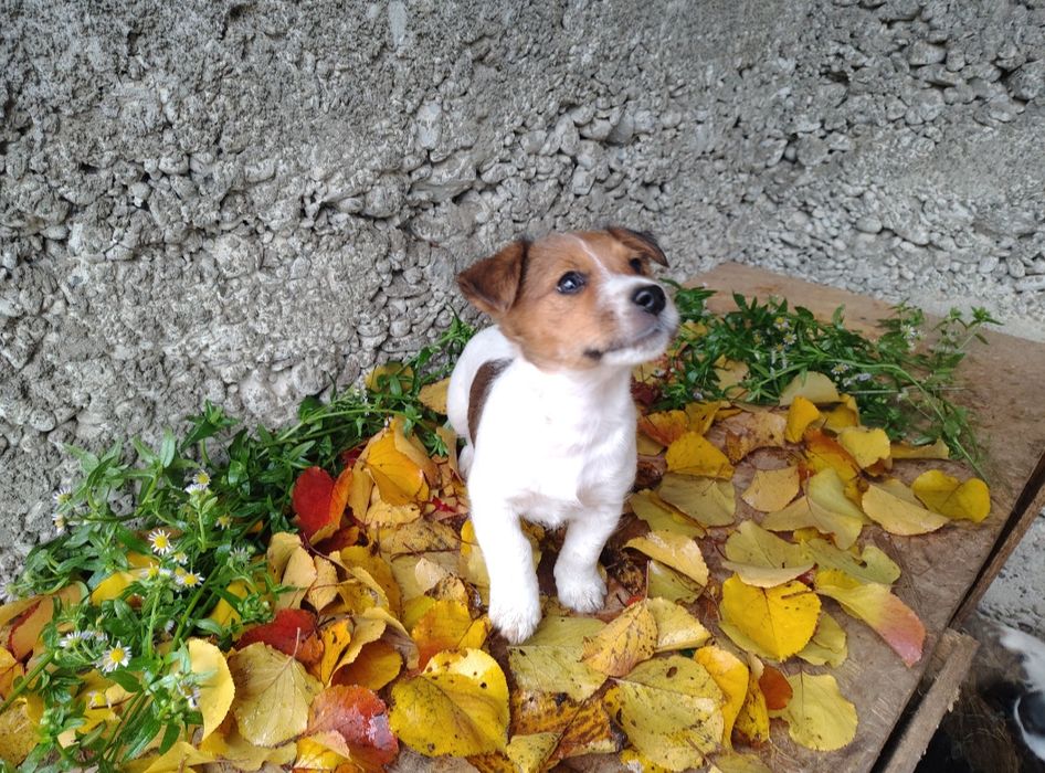 Джек Рассел цуценята