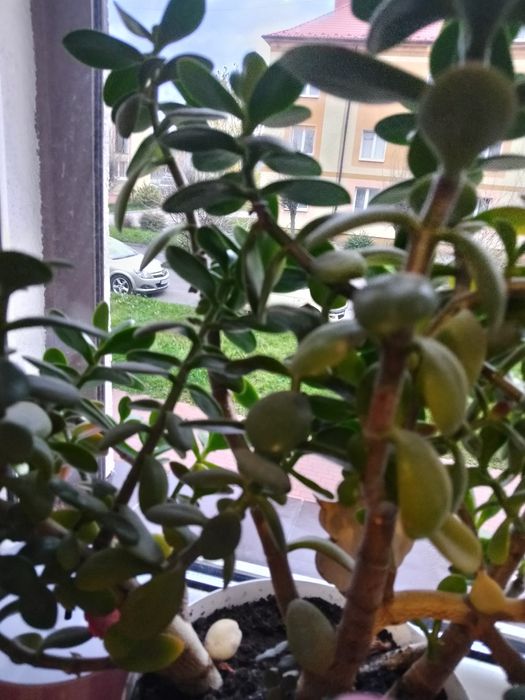 Oddam za darmo rośliny domowe bez doniczek