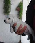Menino jack russel terrier só hoje