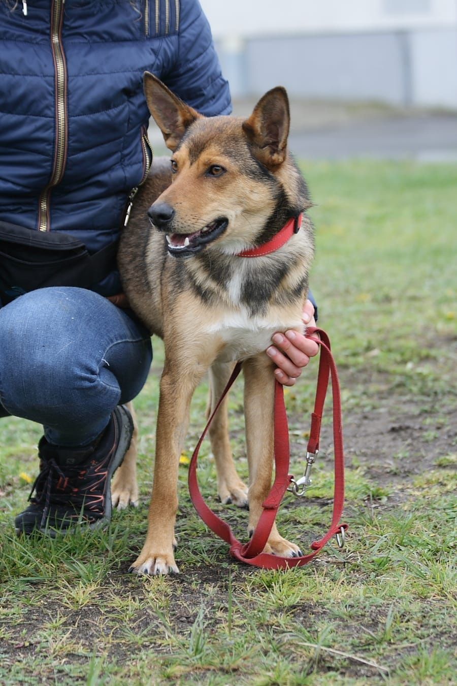 Cudny, młodziutki piesek do adopcji