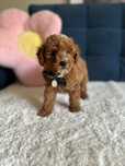 Śliczny Piesek Maltipoo!
