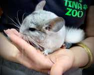 Szynszyl samica - biała Wilsona - Tina Zoo Zabrze