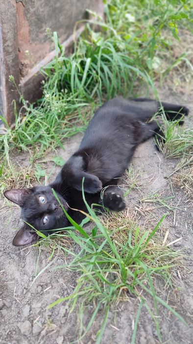 Oddam dwie oswojone kociszki i kocurka!