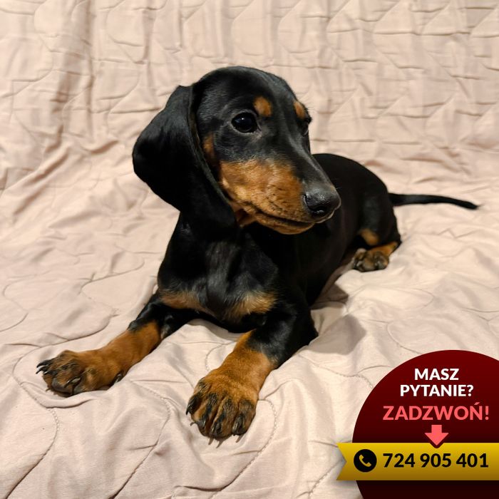 ^^jamnik (piesek) czarny podpalany^^