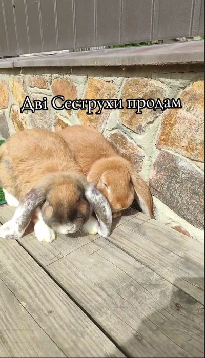 Кролики породи Французький баран