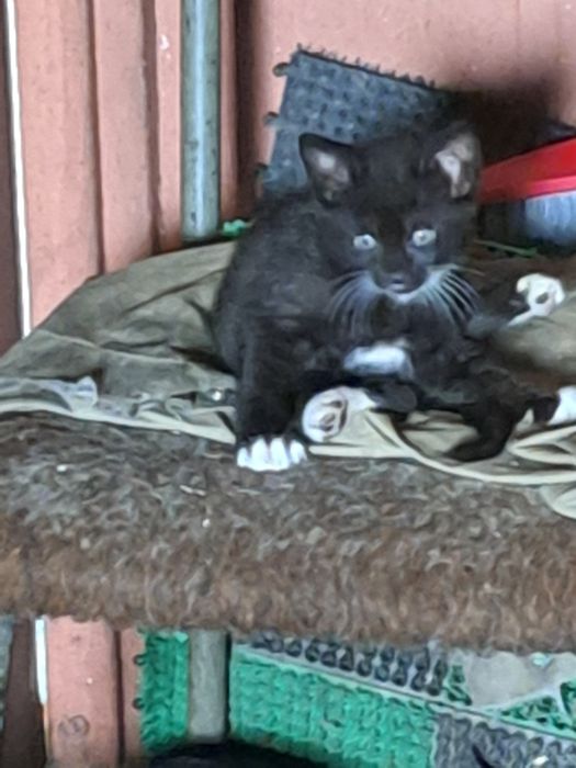 Mlode kociaki do oddania