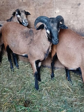 Owce kamerunskie tryk