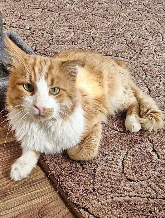 Врятований рудий котик шукає дім! Майже Мейн-Кун. Великий і лагідний