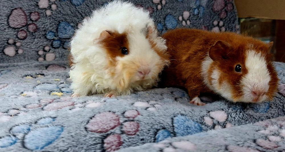 Świnki morskie samiczki Us Teddy