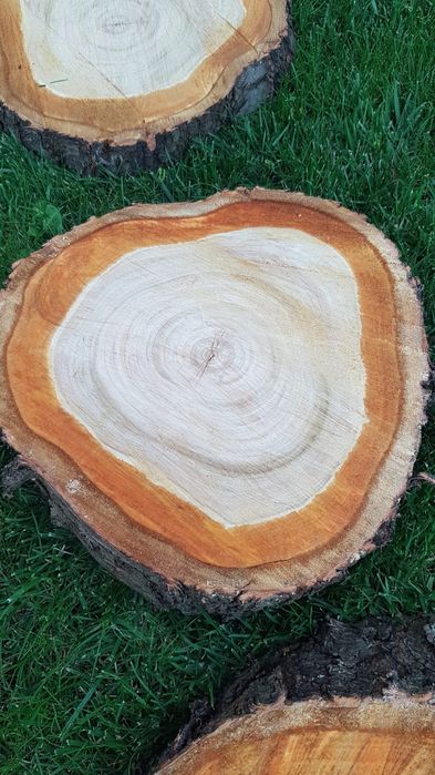 Plastry drewna jabłoń czereśnia drewniany stolik blat podstawa