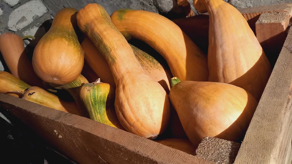 Домашняя петрушка свежая- 80 грн. Тыква -15 грн