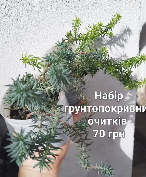 Очитки грунтопокривні