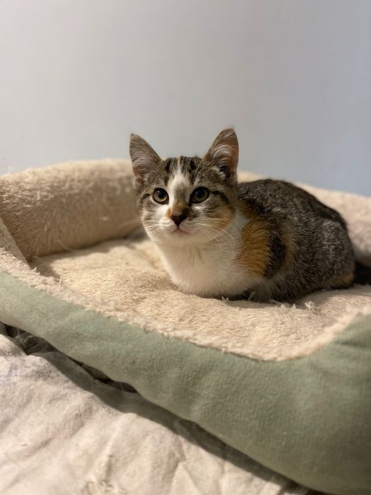 Котята котики отдам котенок  девочка