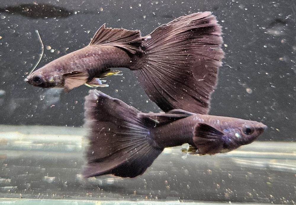 Gupik Czarny Moskiewski