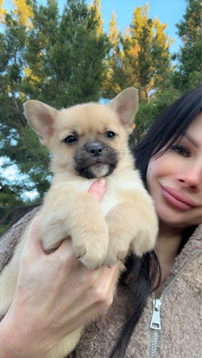 Хлопчик метис шпіца