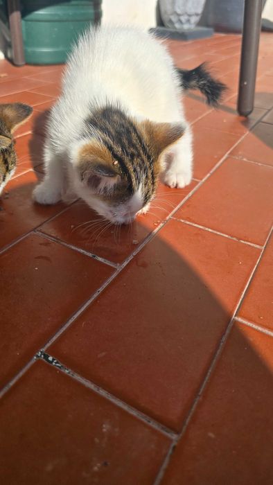 Gatinhos com 2 meses. Para adoção.