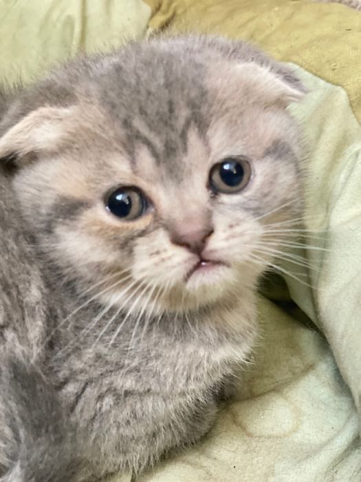 Кошенята британці