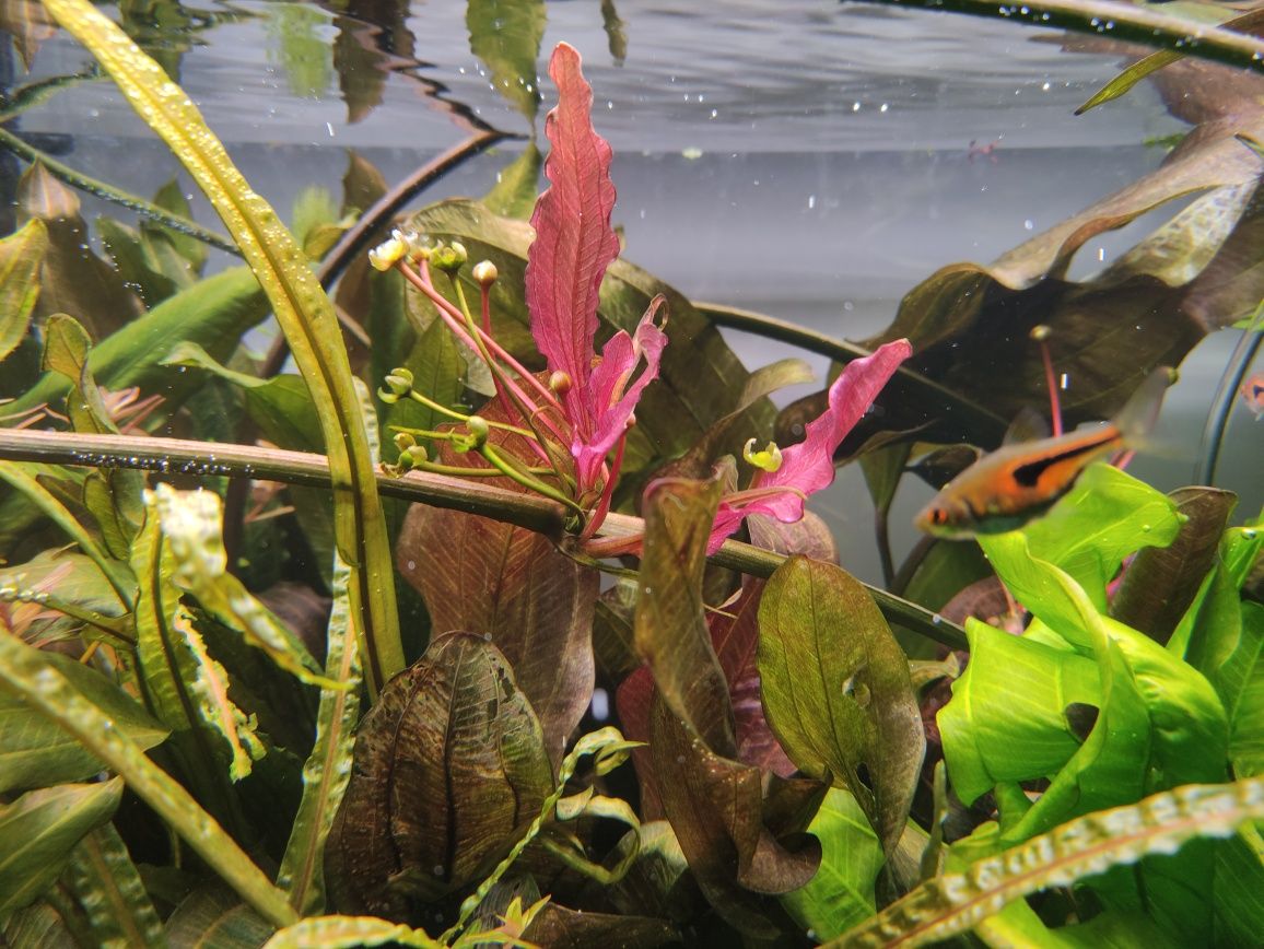 Żabienica czerwona piękne młode sadzonki rośliny do akwarium na 3 plan